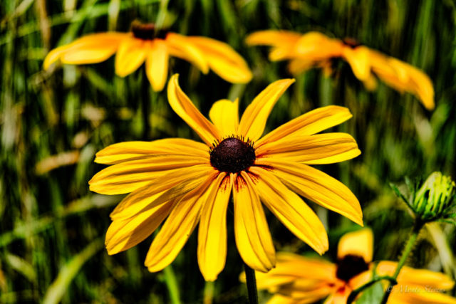 Brown-eyed Susan