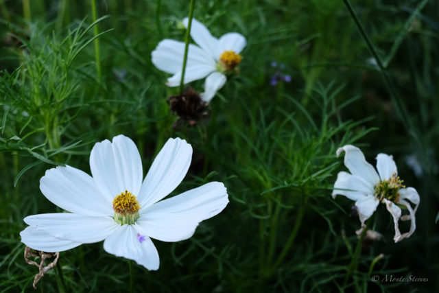 Avalanche Sun Daisy