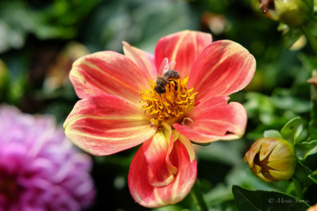 Collecting Pollen 