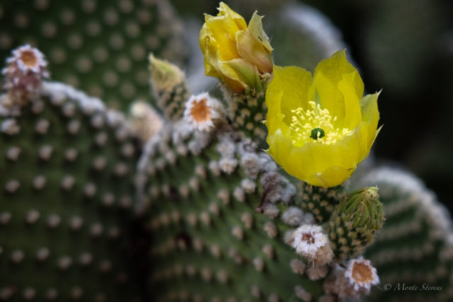 Yellow Blossom on a Prickly Pear Cactus
