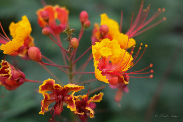 Red Bird of Paradise 