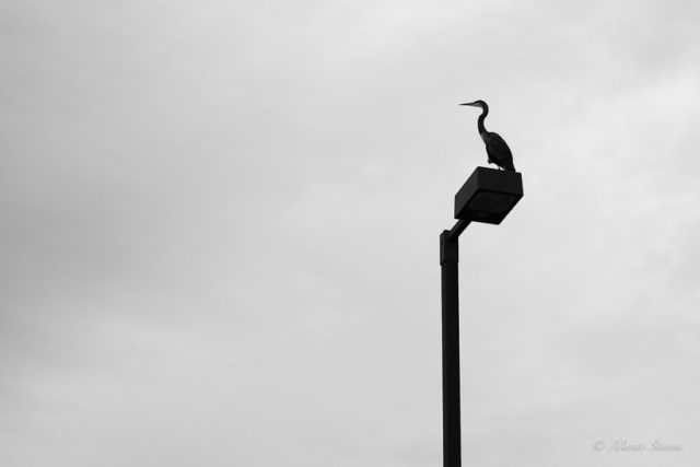 Great Blue Heron 