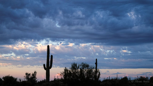 And, of course the Saguaro 