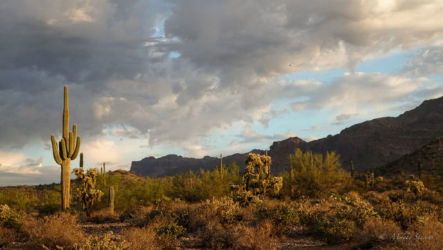 Saguaro and Superstition Mountains