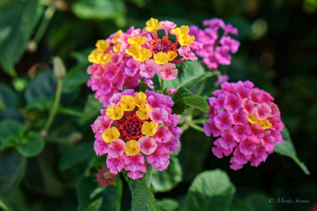 Lantana