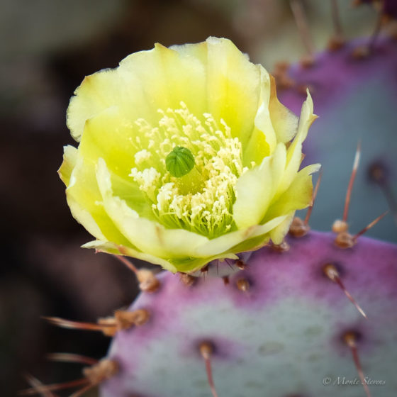 Prickly Pear Blossom