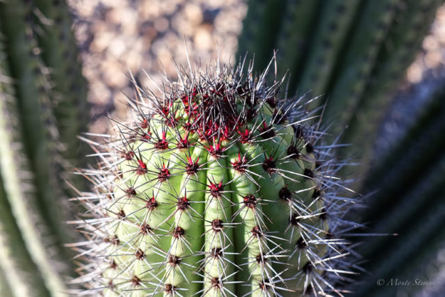 Needles on Cactus 