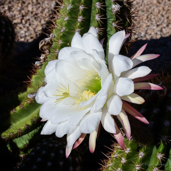 Cactus Blossom