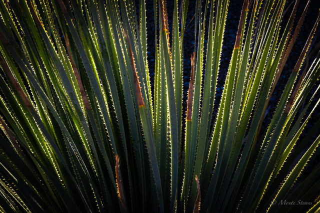 Back Lit Cactus