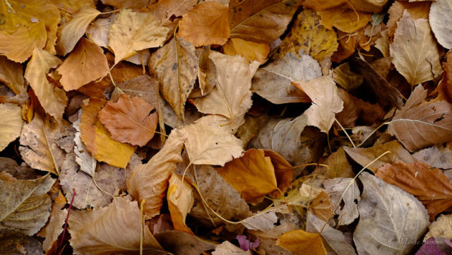 Fallen Leaves