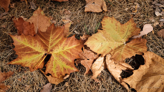 Big Leaf Maple 