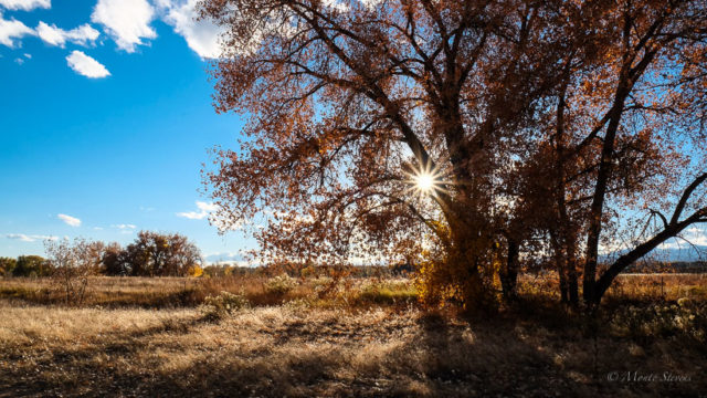 Afternoon starburst against a cottonwood tree