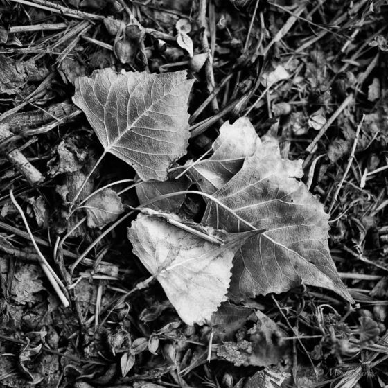 Fallen Leaves 