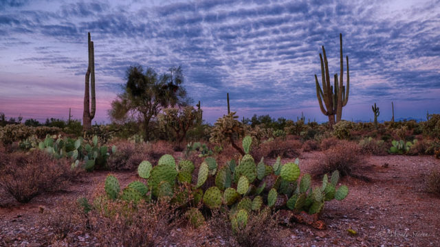 Morning Walk in the Desert