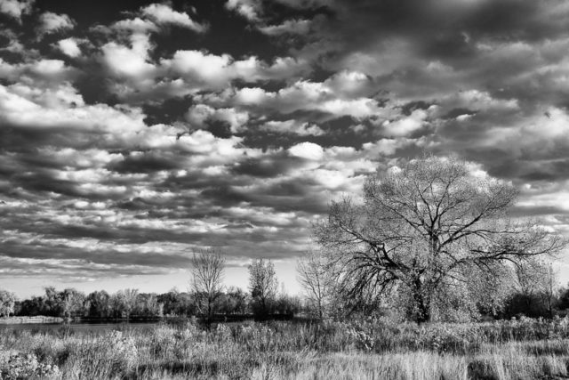 The Cottonwood Tree