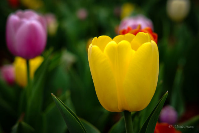 Yellow Tulip