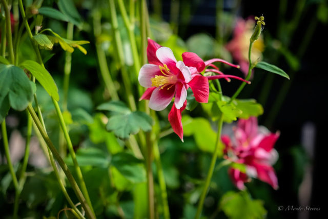 Columbines