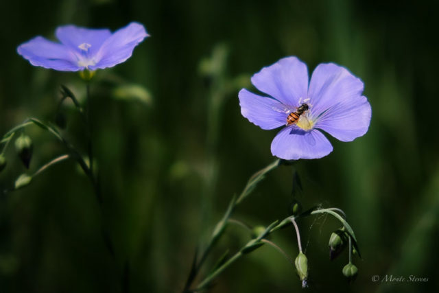 Tiny little bee