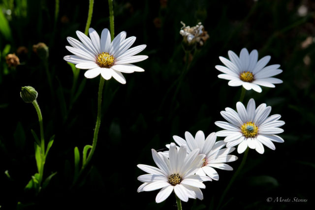 Daisies 