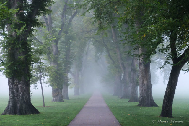 Morning fog at CSU Oval