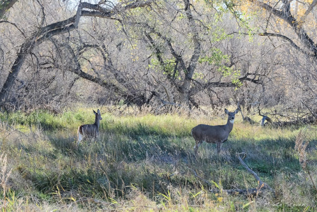 Whitetail deer live along this riparian area of the Poudre River