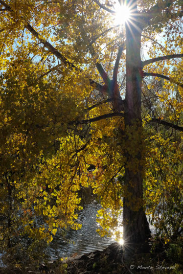 Cottonwoods and Leaves