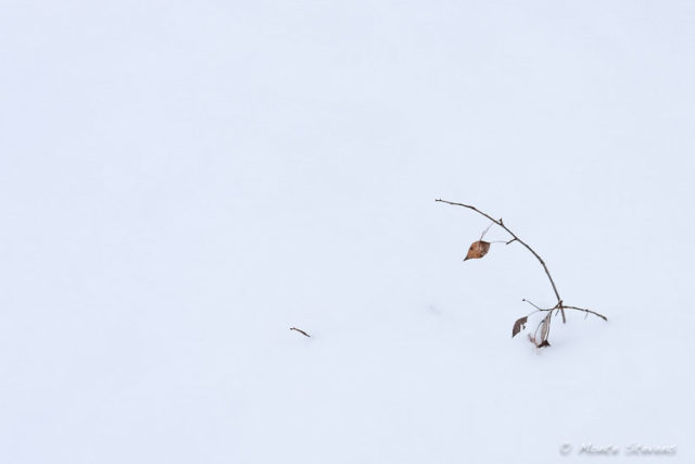 Branch with Leaves in Snow