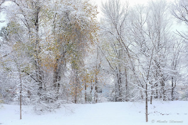 Snow Covered Trees at the Bus Stop