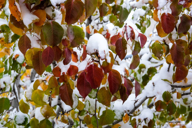 One of the trees outside the Behavioural ScienceS Building