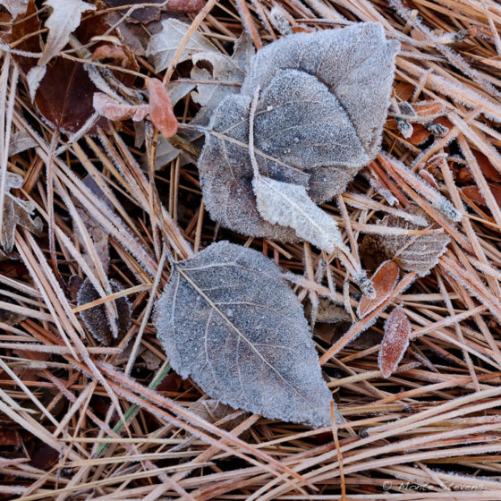 Morning Frost on Leaves