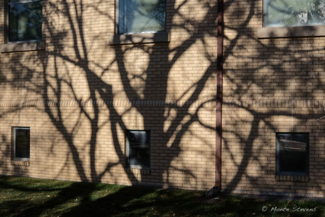 Shadows on Campus