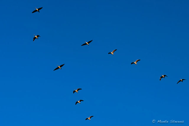 Flying in Formation