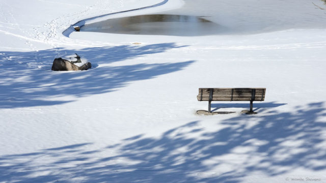 Solitary Bench