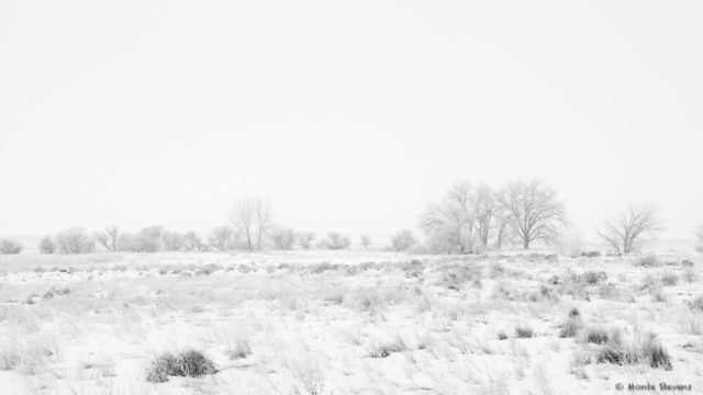 Snowfall at the Arapahoe Bend Nature Area