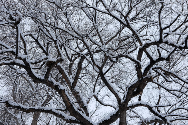 Snow Covered Trees 