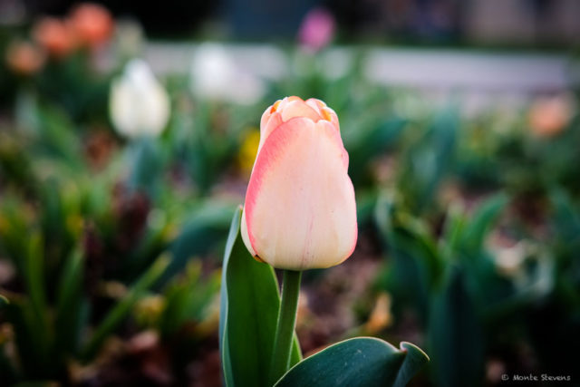 Tulips on Campus