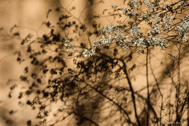 Blossoms and Shadows