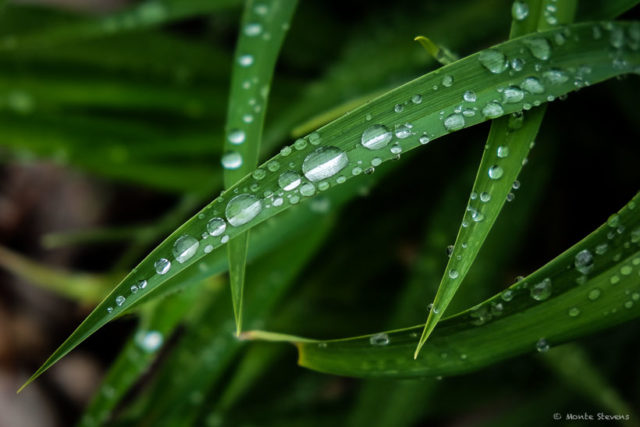 Water Drops After the Rain