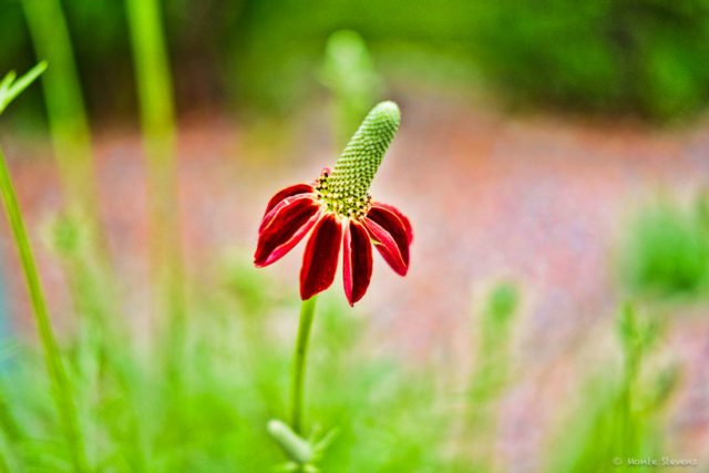 Coneflower 