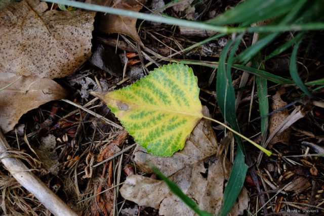 Fallen Leaf