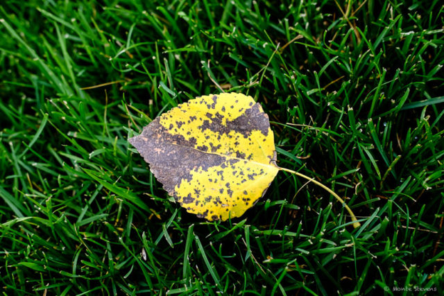 Leaves are changing and falling