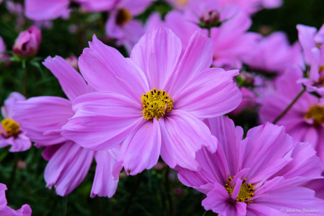 Flowers from the CSU Experimental Gardens