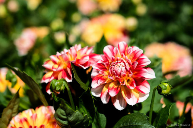 Flowers from the CSU Experimental Gardens