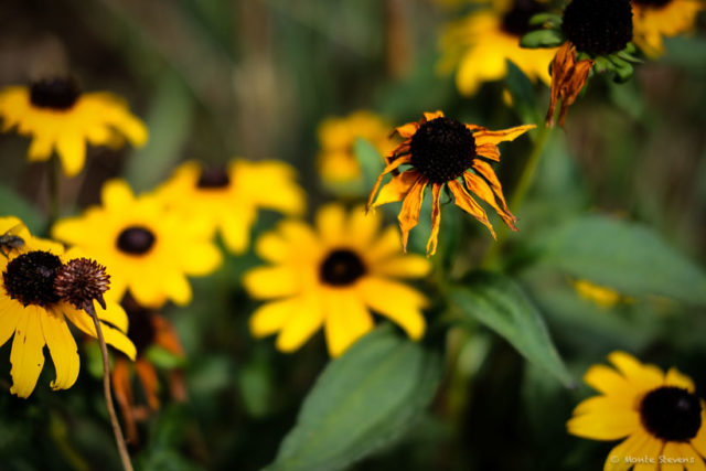 Black-Eyed Susans