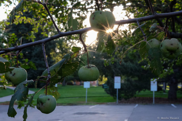 Starburst and Crab Apples