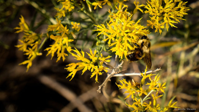 Bumble Bee Bumbling 