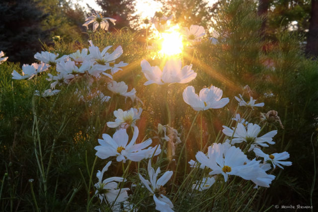 Sunrise and the Daisies