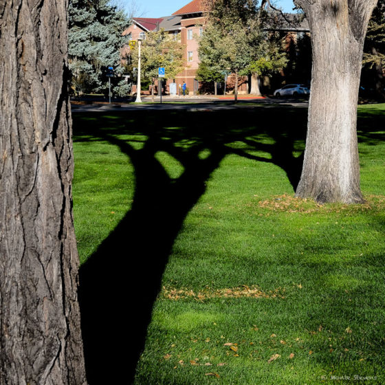 Shadows on campus 