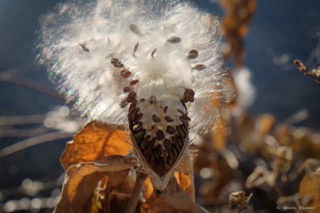 Milkweed Monster 