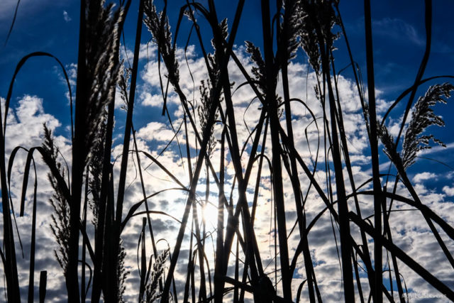 Grasses against the sky